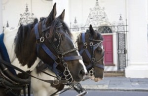 carriage horses