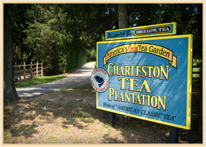 Chas Tea Plantation