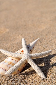 beach seastar