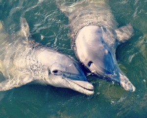 dolphins_two together