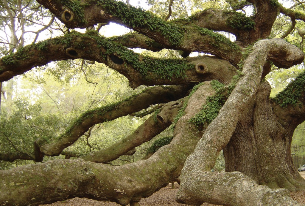 angel oak