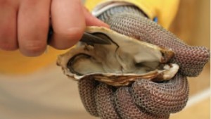 Oyster shucking