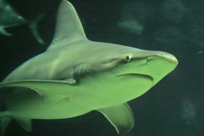 Sandbar by SC Aquarium