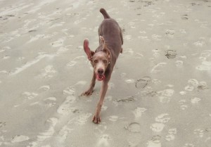 Dog on the beach