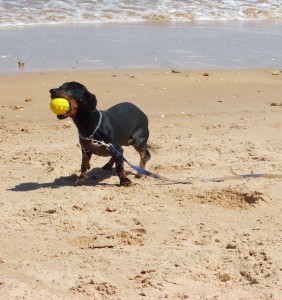 Dog on the beach