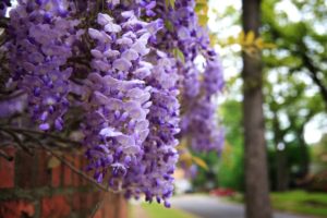 wisteria