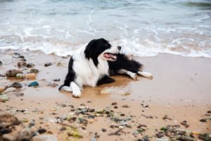 pet friendly places in Charleston, SC