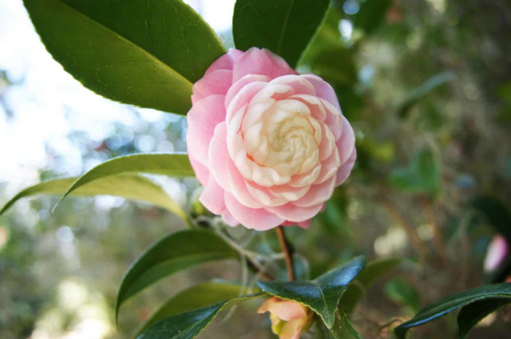 Pink Perfection Camellia by Middleton Place