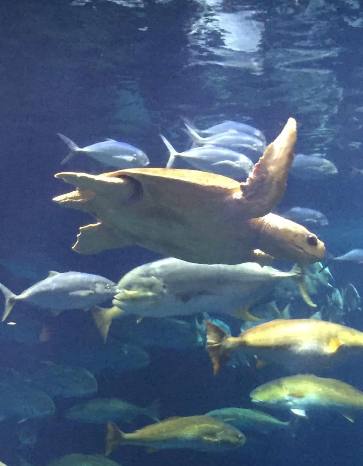 Charleston aquarium coupons