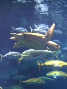 South Carolina Aquarium