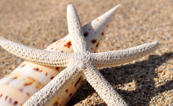 seastar