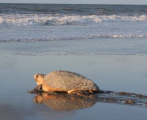 Folly Turtle Team