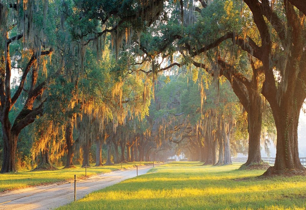 Avenue Of Oaks - Boone Hall Plantation