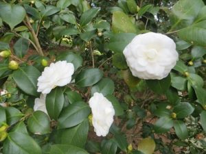 Camellias at Middleton Place