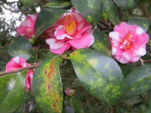 Camellias at Middleton Place