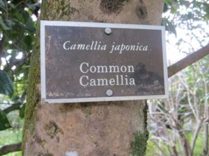 Camellias at Middleton Place