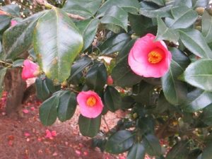 Camellias at Middleton Place