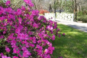 Flowertown Festival
