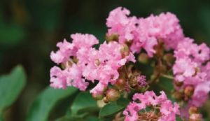 crepe myrtle