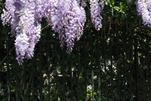 Wisteria