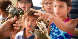 Bluecrabs by Barrier Island Eco Tours