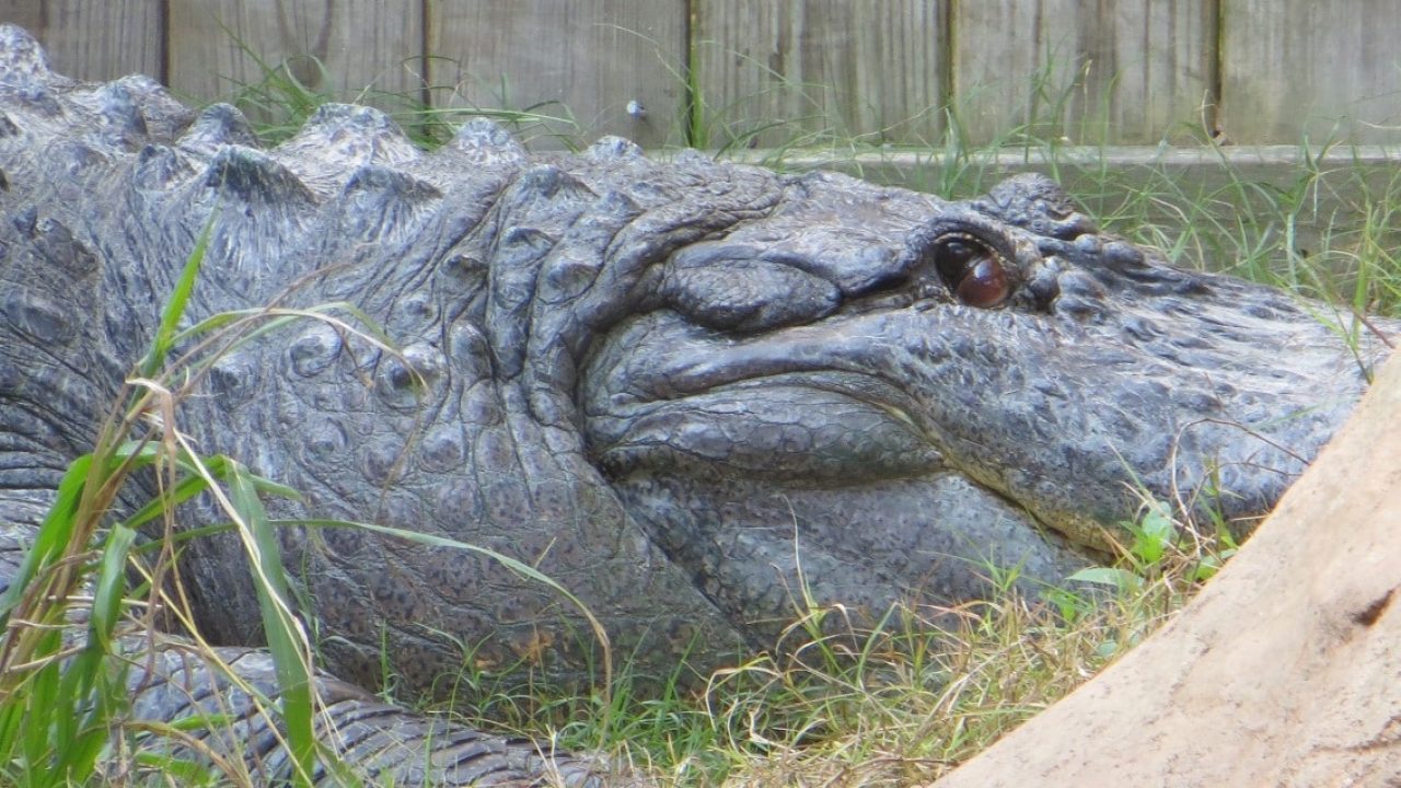 Cypress Gardens Plenty To See And Do Things To Do In Charleston