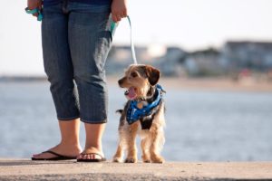 dog-friendly spots in Charleston, SC