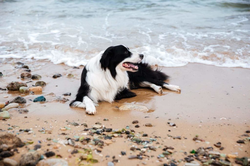 pet friendly places in Charleston, SC