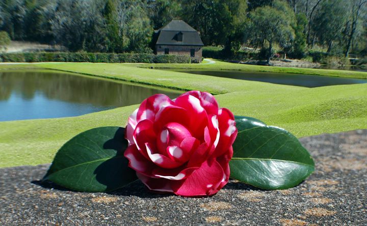 Camellias at Middleton Place