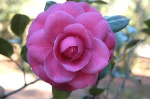 Photo B - Juilia Drayton (Mathotiana) Magnolia Orig - 1840s(1)-2