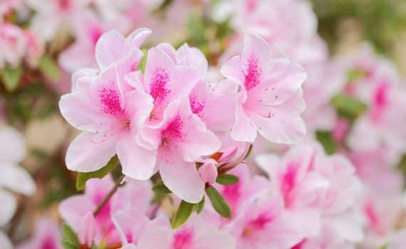 azalea