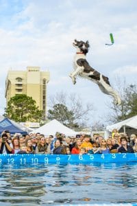 south eastern wildlife festival