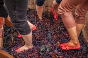grape stomp festival