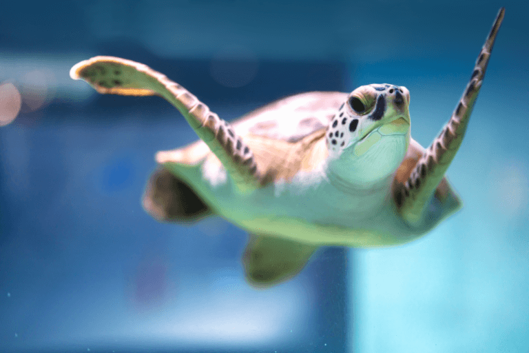 South Carolina Aquarium