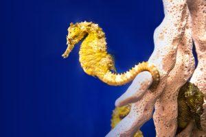 South Carolina Aquarium