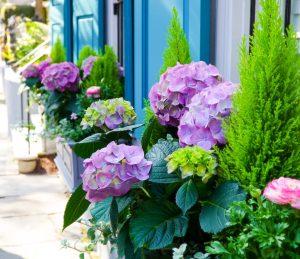 Charleston Spring Flower Boxes