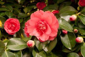 Camellia