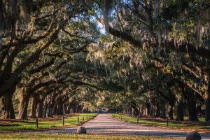Avenue of Oaks - Boone Hall Plantation