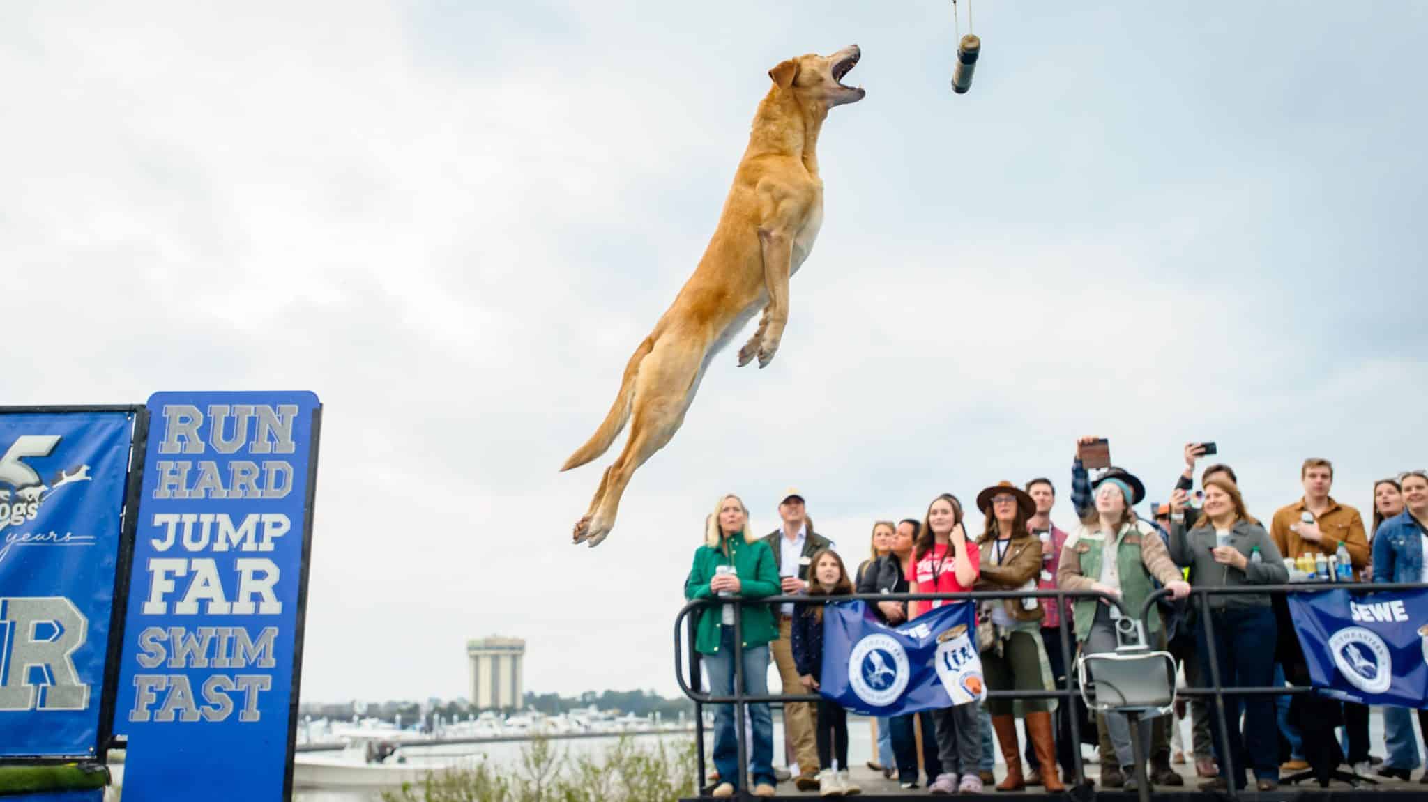 Southeastern Wildlife Exposition Things to Do in Charleston SC Visitor Info