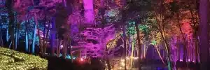 Middleton Place Garden Lights