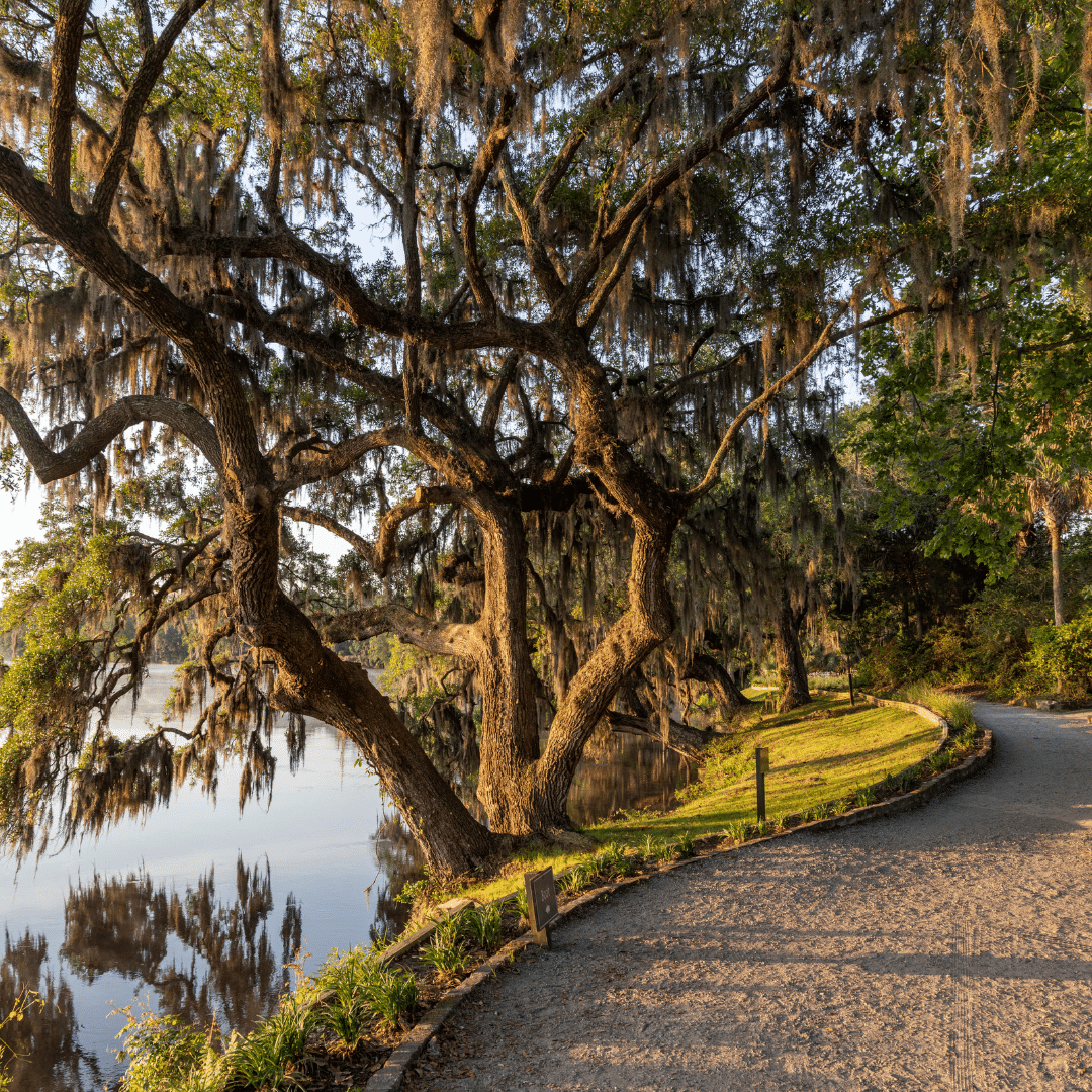 magnolia plantation & gardens