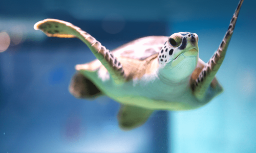 South Carolina Aquarium