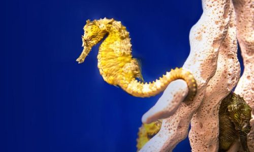 South Carolina Aquarium
