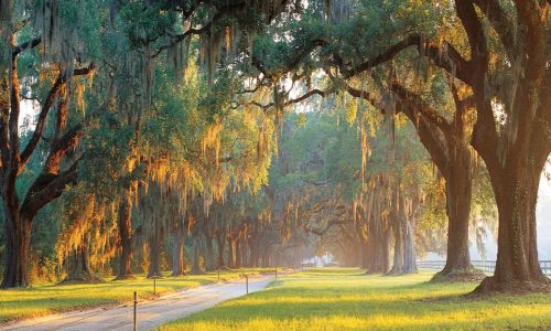 Avenue Of Oaks - Boone Hall Plantation