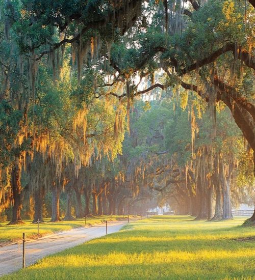 Avenue Of Oaks – Boone Hall Plantation Avenue Of Oaks - Boone Hall Plantation