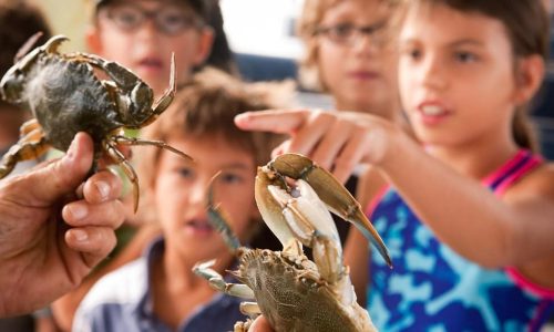 Bluecrabs by Barrier Island Eco Tours