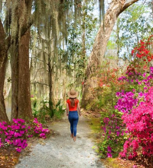 Azaleas in Charleston SC