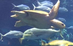 South Carolina Aquarium South Carolina Aquarium