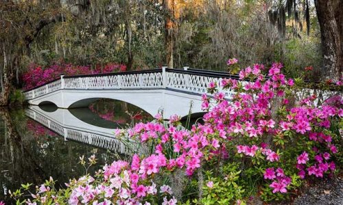 white-bridge-magnolia-gardens